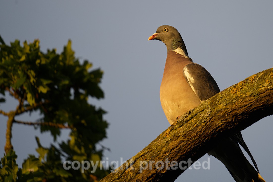 Woodpigeon - Suffolk - Birds