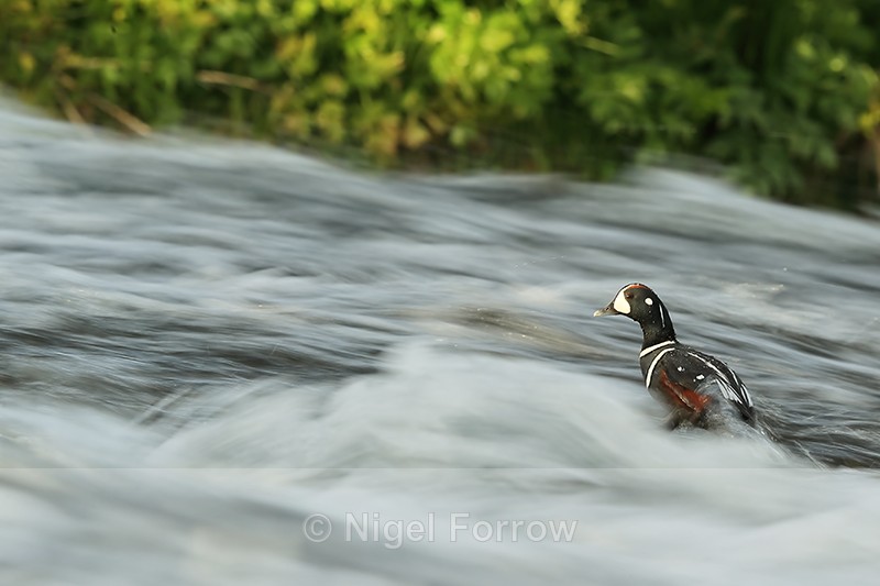 Harlequin Duck (drake), blurred water, River Laxa, Iceland - Harlequin Duck
