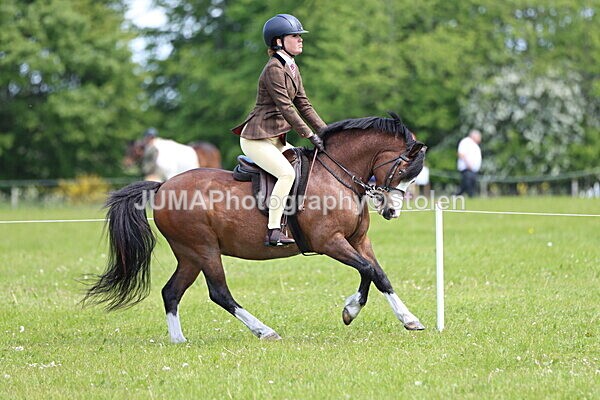 IMG_3451 - Working Hunter