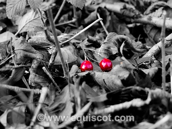  - Wildlife & Landscape