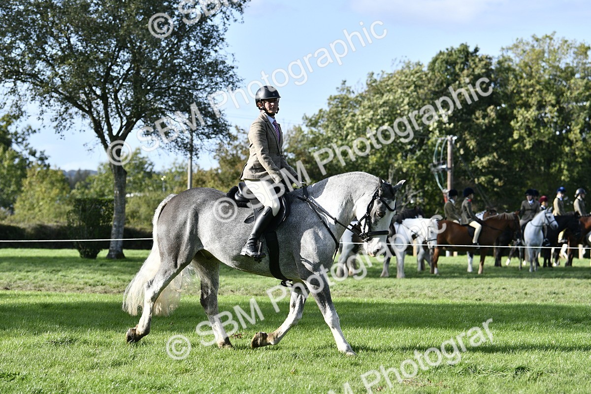 SBM_52209 - S35 - Working Hunter & Working Show Horse