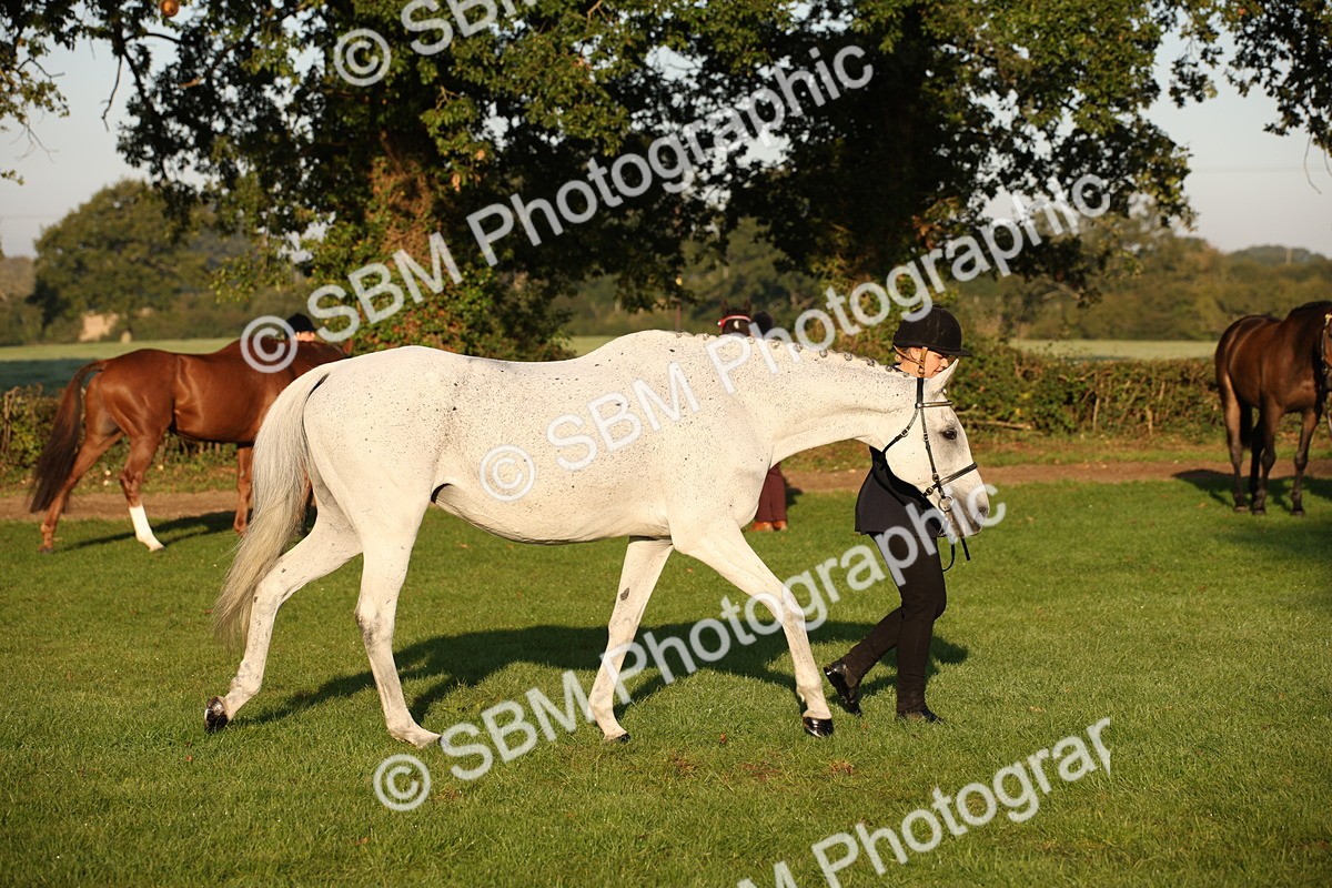 SBM_56908 - S49 - Riding Horse & Hack & Thoroughbred In Hand