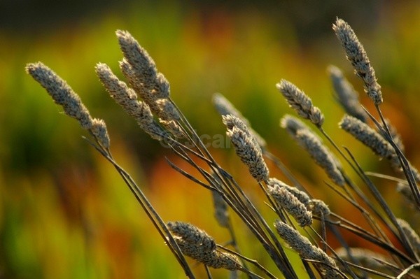 Blowing in the wind - Flowers and Plants