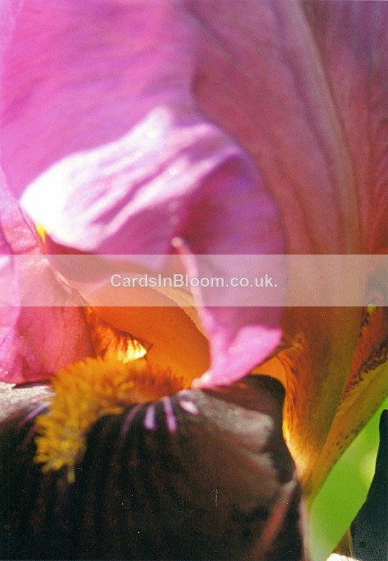 Iris 1041 - IRISES