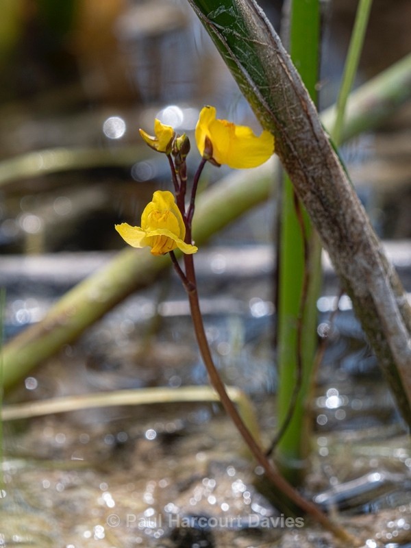 Southern bladderwort (Utricularia australis) - Flower Portraits