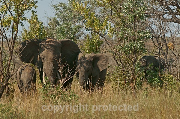 Elephants - Krüger NP, South Africa - African Wildlife