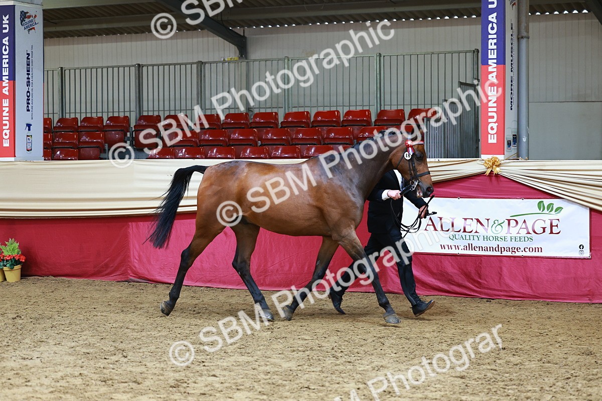 SBM_23171 - Class 903 - Supreme Final - IH Pre Vet