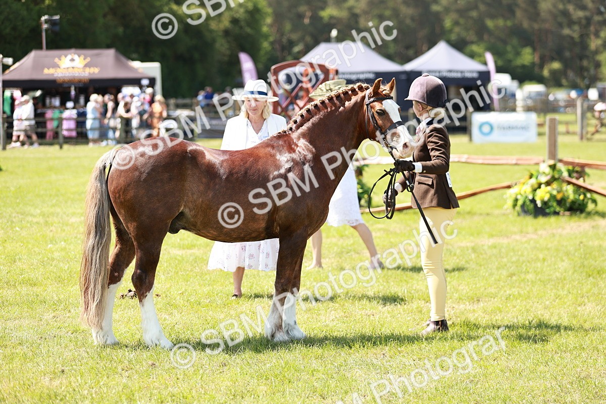 SBM_15538 - Class 108-109 - BSPS LIHS Open Gradle & Nursery Stakes
