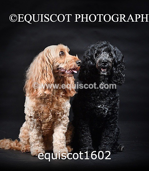equiscot1602 - POPPY & EDDI