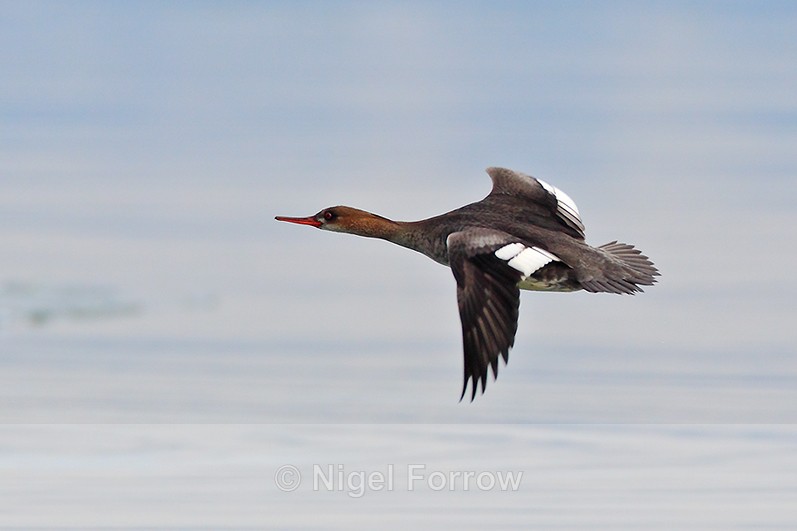 Red-breasted Merganser (female) in flight low over Poole Harbour - Red-breasted Merganser