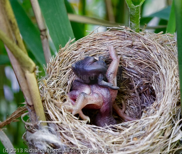 Common Cuckoo (Cuculus canorus) ejecting Reed Warbler (Acrocepha - Cuckoo (Cuculus canorus)