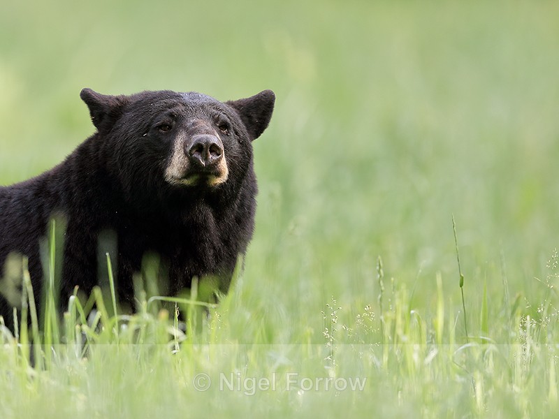 Adult Black Bear in grass, Minnesota, USA - American Black Bear