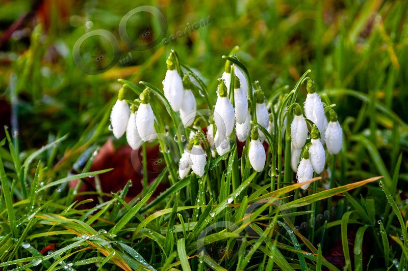 snowdrop Galanthus nivalis-5231- - Plants and trees