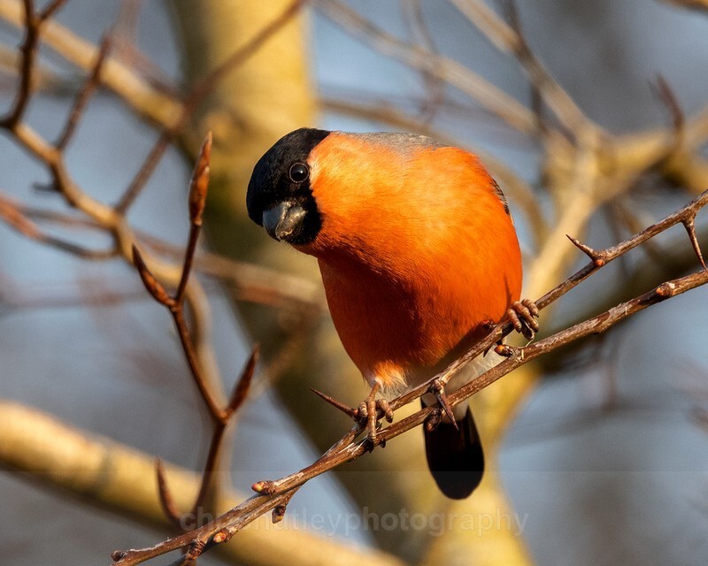  - Birds of Britain and Europe