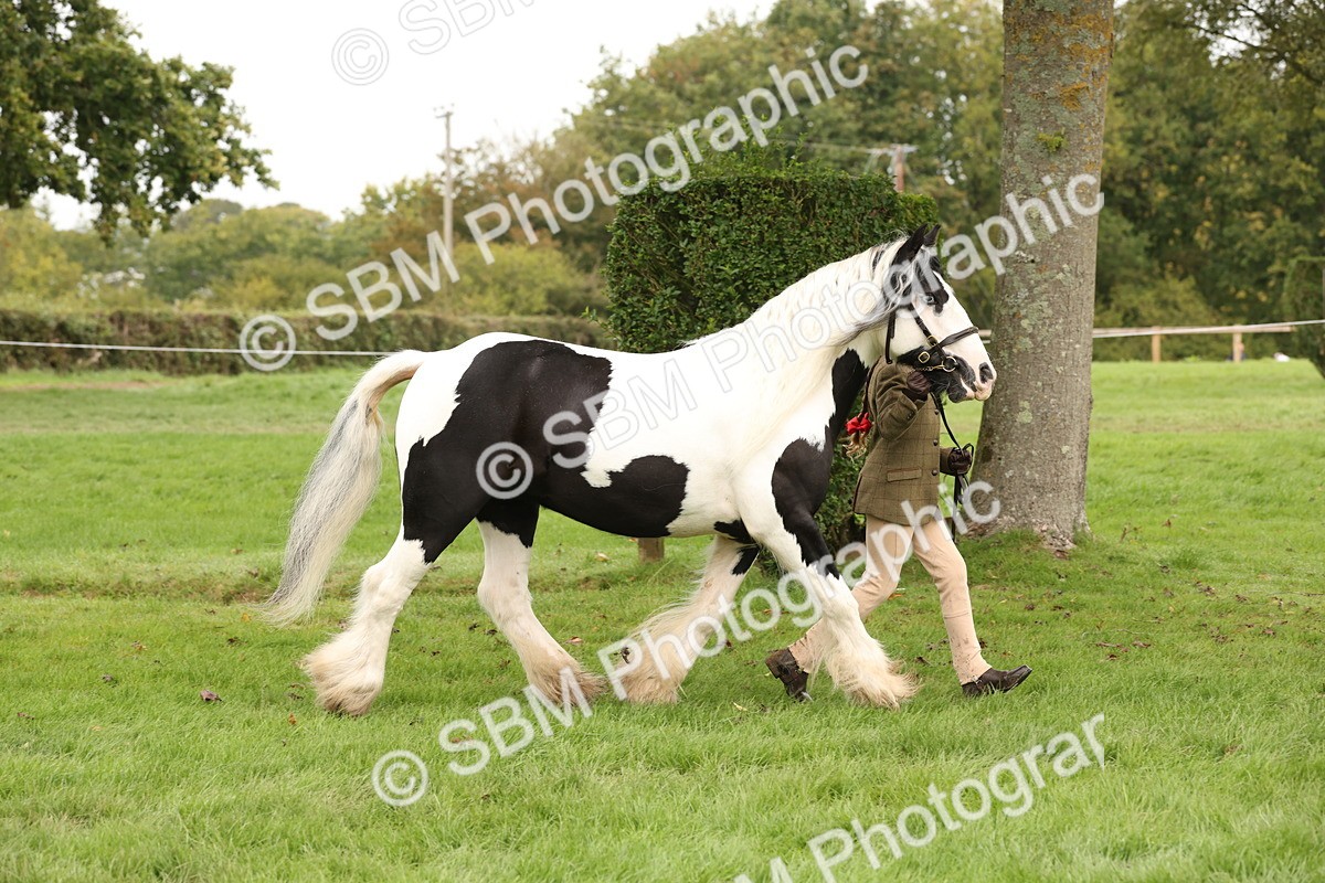 SBM_59246 - S57 - Traditional Cob In Hand