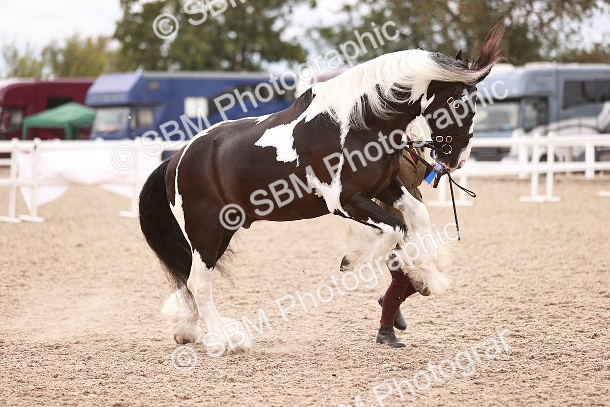 SBM_18454 - Class 419 - Best Maine and Tail - Jnr