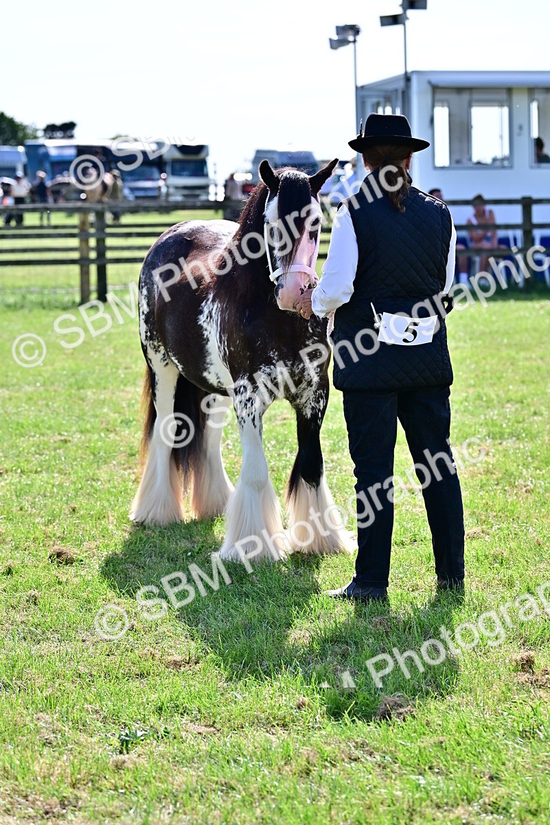 SBM_09476 - Class 63-65 - Traditional Gypsy Cobs In Hand & Ridden