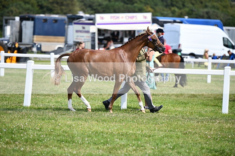 DSC_8264 - Class 68: Part Bred In Hand M & M