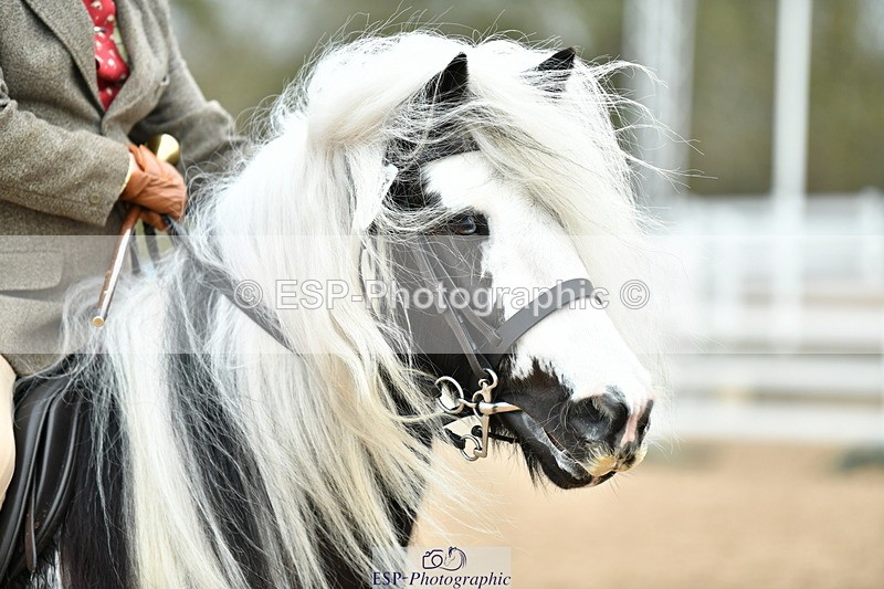 230416A-115826-04260 - Cls 72+73+69 Welsh, Trad Cob and Foreign