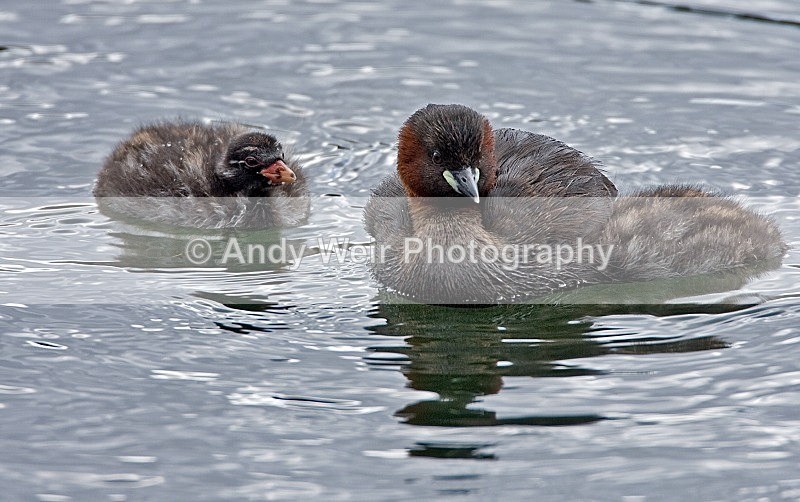 20080810-044 - Little Grebe