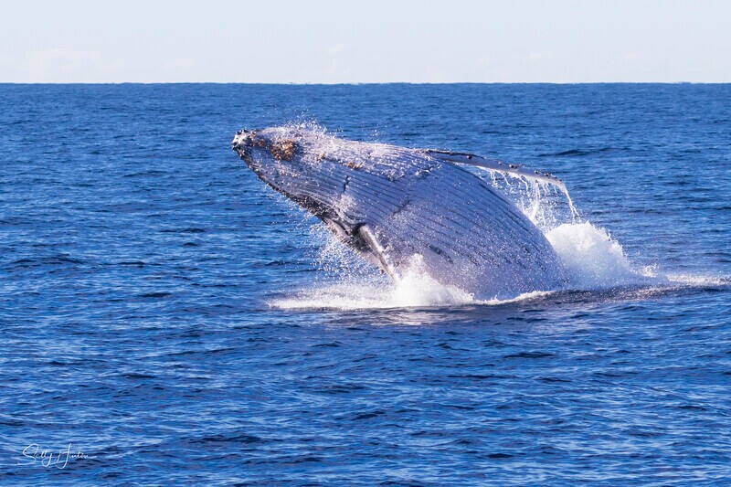 0A3A0128 - 2024 Whale Photos