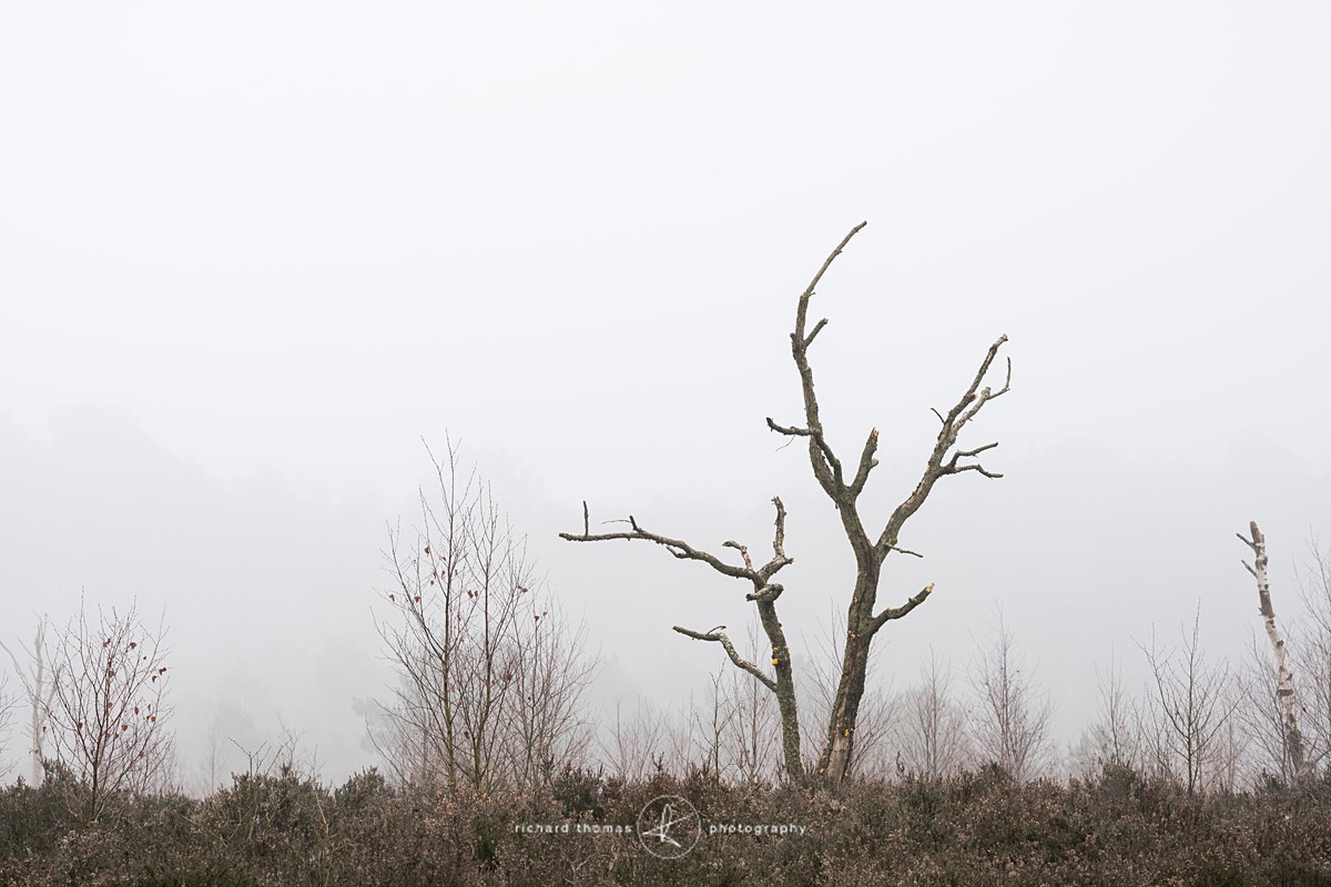  - Charred Mist