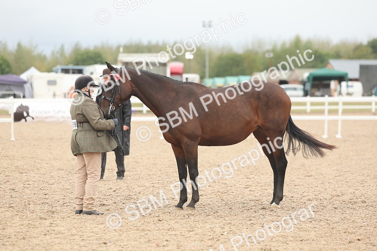 SBM_19848 - Class 318 - IH Part Bred Horse-Pony