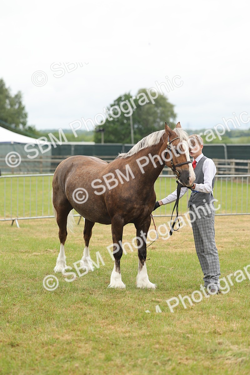 SBM_04911 - Class 50-57 - M&M Welsh Pony In Hand