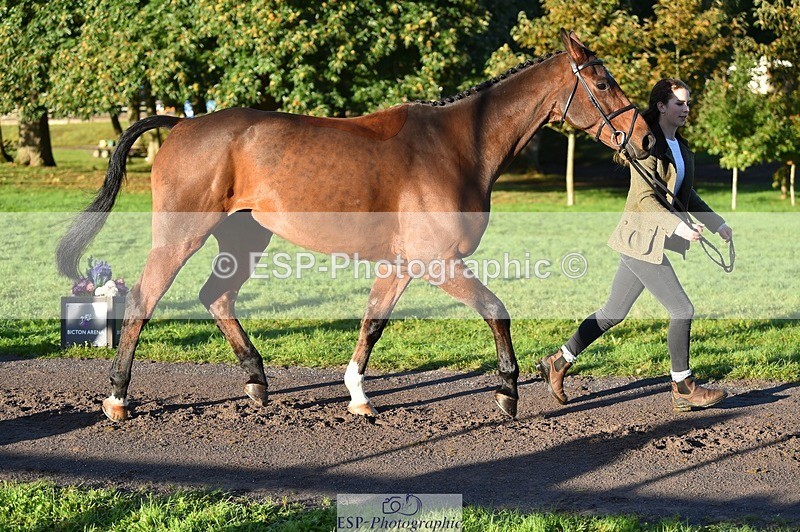 231022-091414-21637 - 605-SPORTSFIELD.U2-Katie.Corbin-TrotUp+SJ