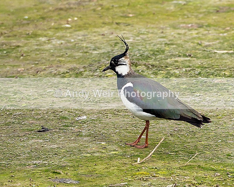 20140421-3K8A0473 - Lapwing