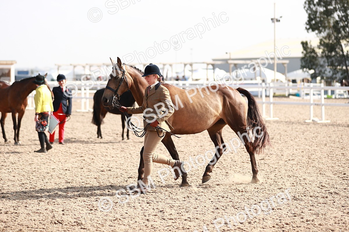 SBM_11093 - Class 205 IH Show Pony/ Show Hunter Pony