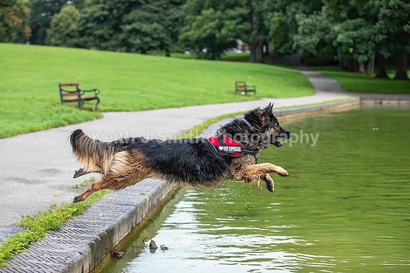 0KJS4656 - Dogs in Abington Park