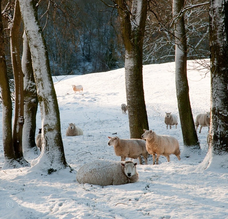 Sheep in Springfield Coppice - Wenlock Edge