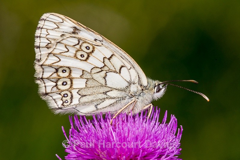  - Bugs: Butterflies