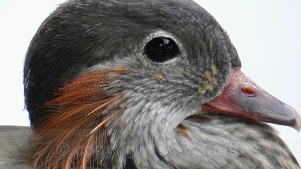 TBC - BIRDS & INSECTS