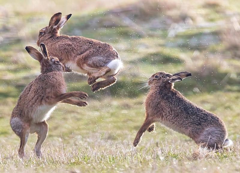 BOXING HARES 1 - Latest projects, Cairngorms Deer, Boxing Hares, Landscapes...North Wales, Birds