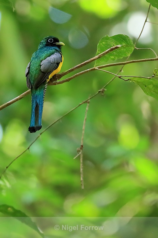 Male Northern Black-throated Trogon, Osa Peninsula, Costa Rica - Northern Black-throated Trogon