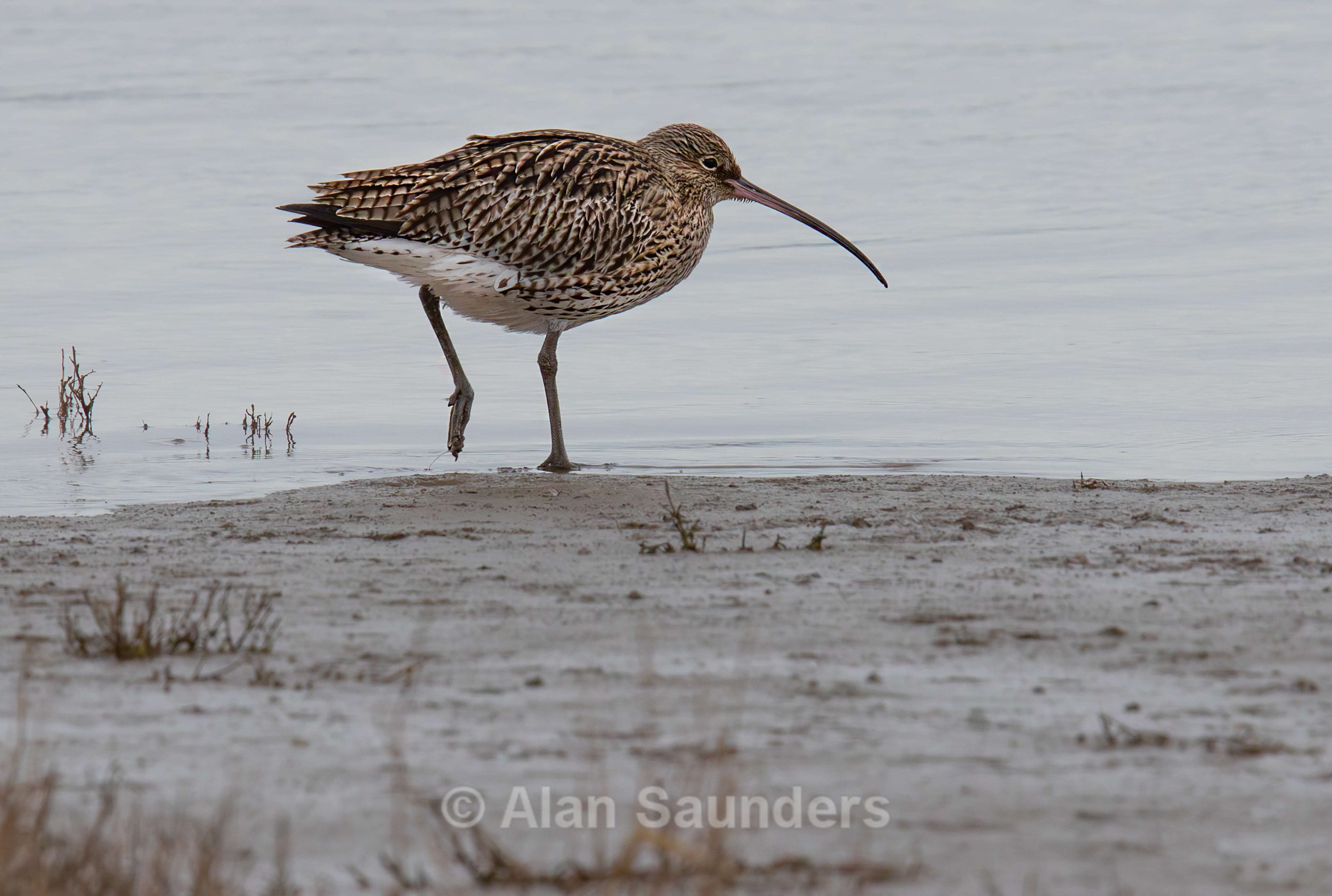 Eurasian Curlew 42