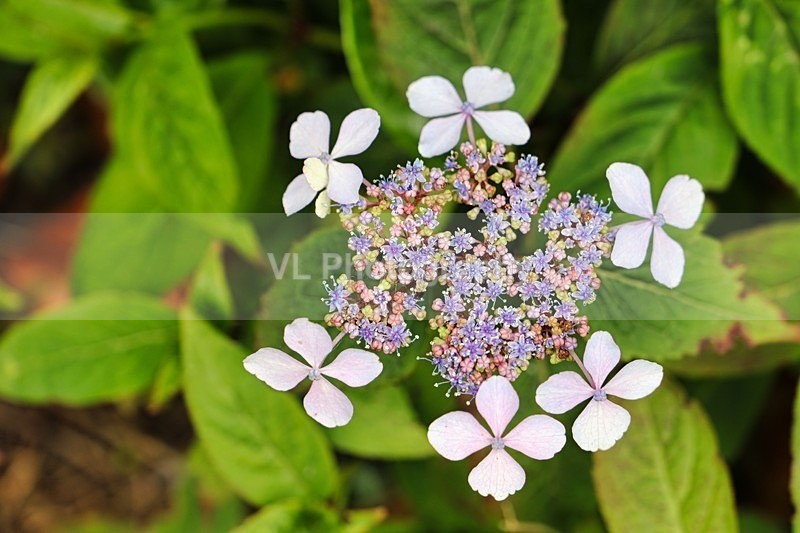 Rhododendron - Plants and Trees