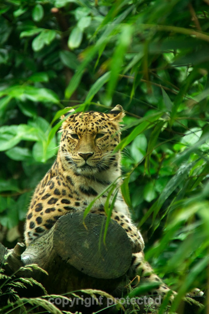 Esra - Wildlife Vets International