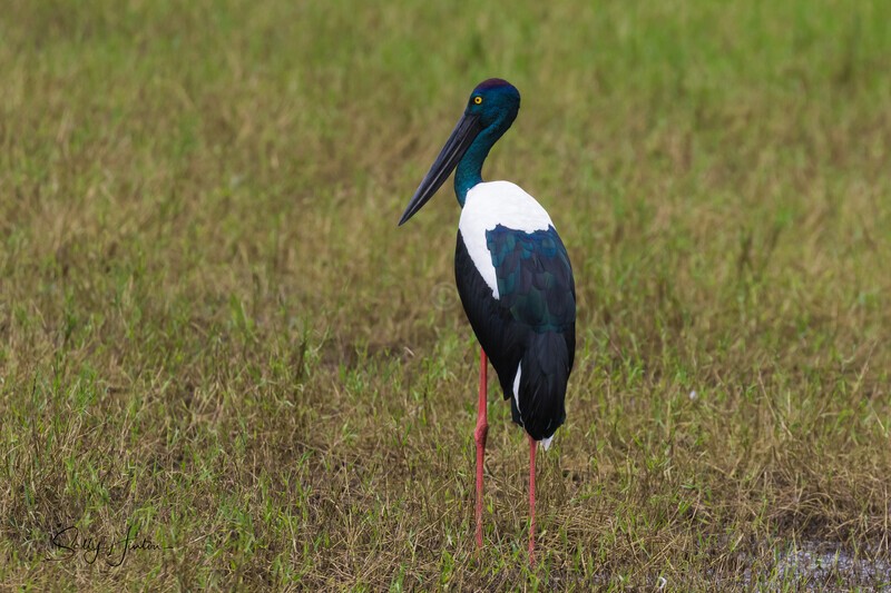 Jabiru female 5. 0A3A6946 - Jabiru