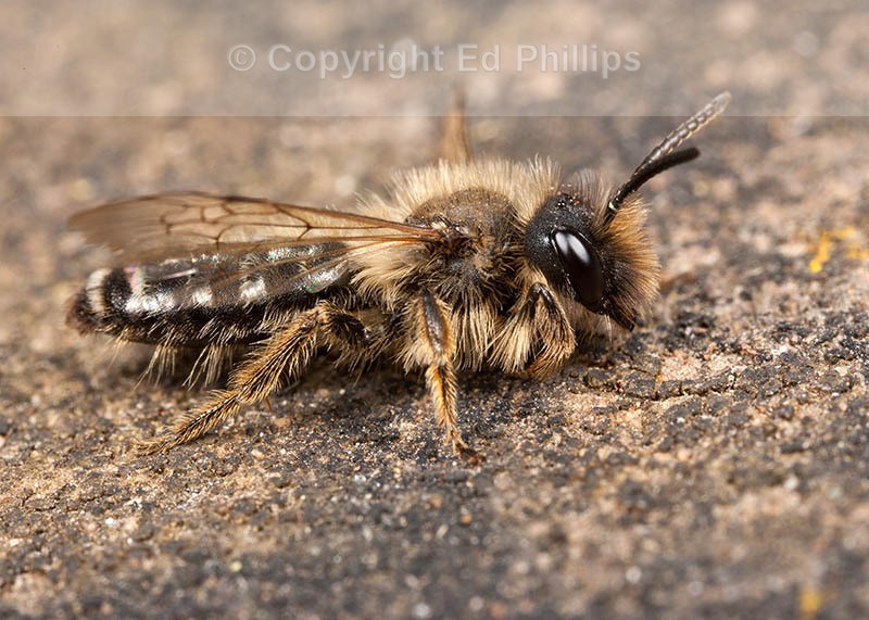Andrena flavipes (m)