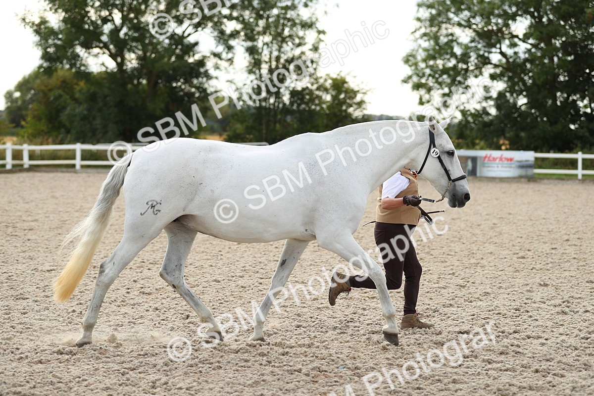 SBM_08530 - Class 28 - IH Veteran Horse