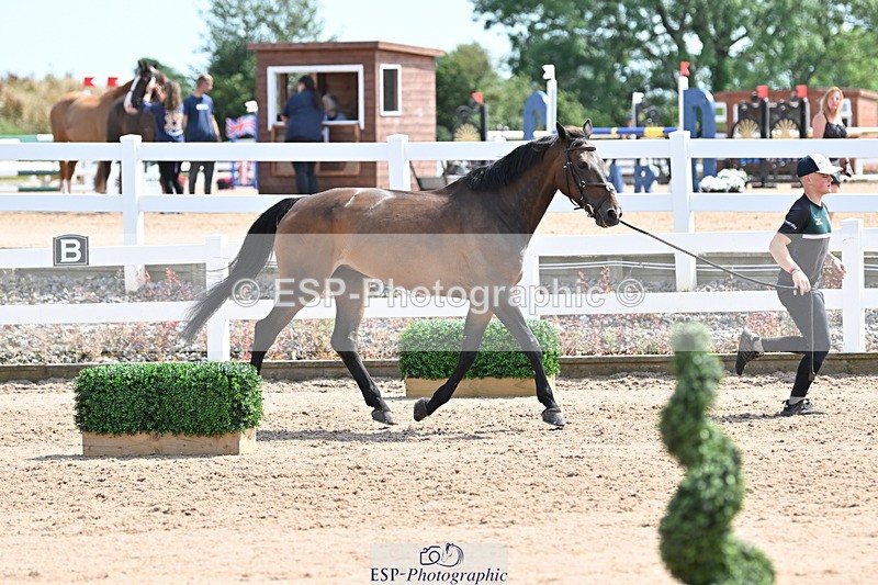 240717A-151124-02621 - Trot Up 3pm to 4pm
