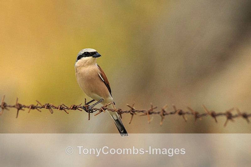 Red-backed Shrike  1604-10119 - Lesvos ~ Other Birds