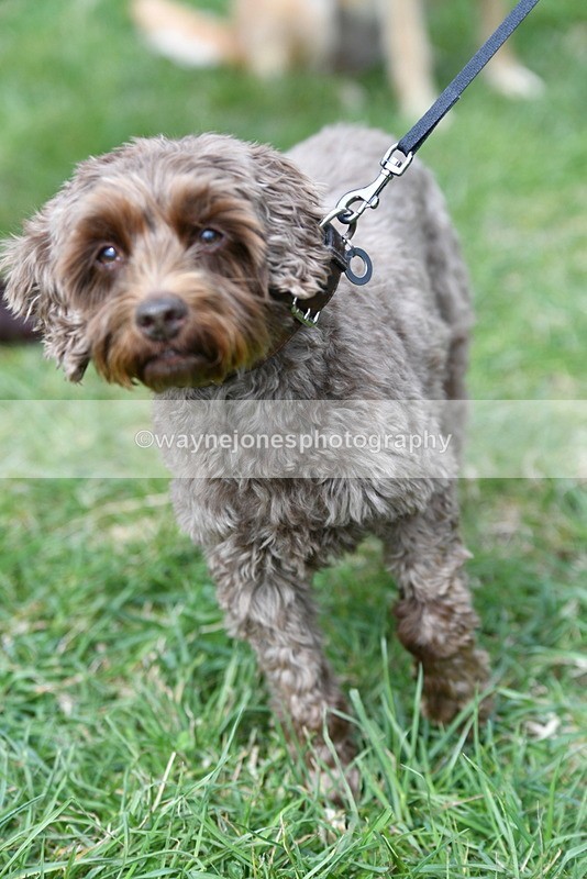 WJ5_9280 - Class 1 Best Cross Breed / Heniz 57