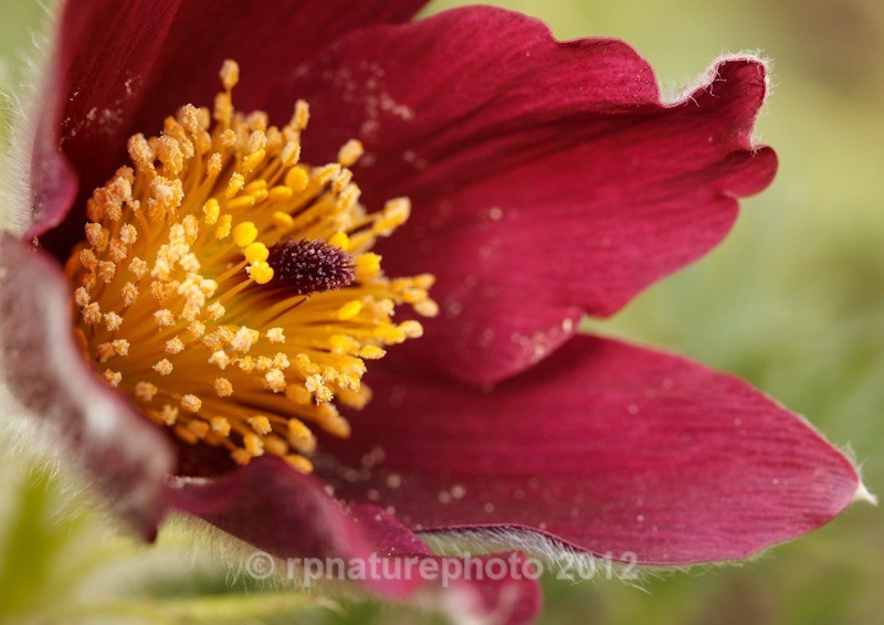 Pasque Flower -  Pulsatilla vulgaris RPNP0693 - Flowers