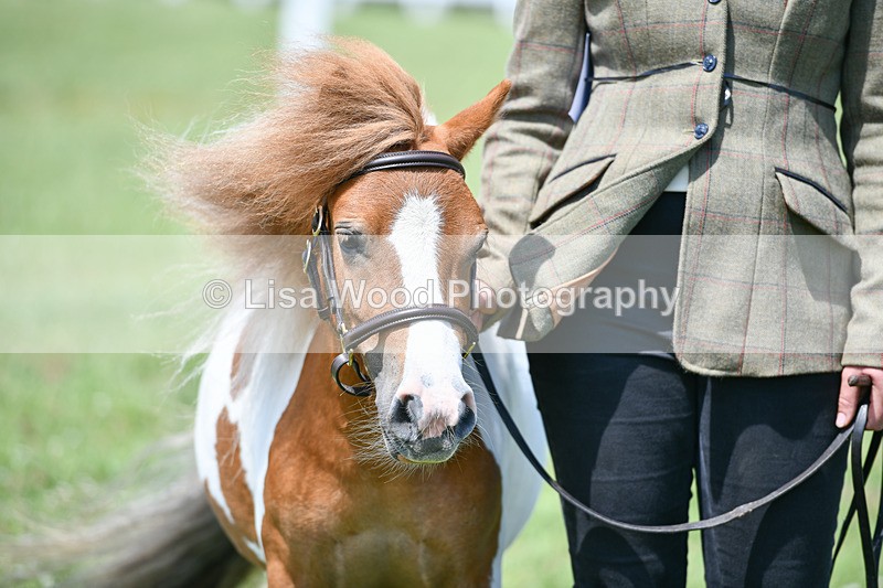 DSC_7351 - Class 62: Coloured Pony Youngstock