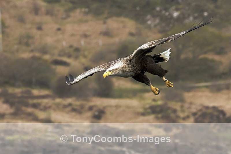 White-tailed Eagle - The Boat Trip  Mull