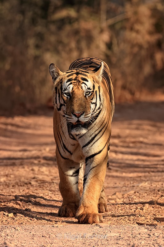 Male Bengal Tiger walking head-on, Panna, Madhya Pradesh, India - Tiger